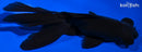 5" BLACK MOOR GOLDFISH