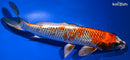 9.5" BENI GINGA
