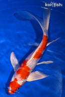 9.5" HARIWAKE BUTTERFLY