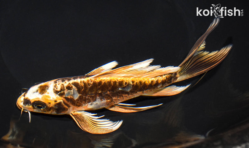 6.75" ARAGOKE BENI KIKOKURYU BUTTERFLY