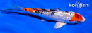 5" GINRIN YAMATO NISHIKI