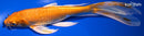10.75" ORENJI OGON BUTTERFLY
