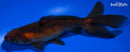 5.75" WATONAI GOLDFISH