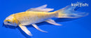 4.75" YAMABUKI OGON BUTTERFLY
