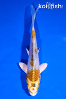 4.5" KUAJKU