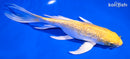 7.75" GINRIN LEMON HARIWAKE BUTTERFLY