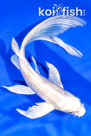 7.75" PLATINUM OGON BUTTERFLY