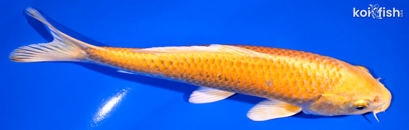7.5" YAMABUKI OGON
