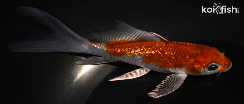 4.75" METALLIC OCHIBA SHIGURE BUTTERFLY