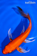 6" HARIWAKE BUTTERFLY