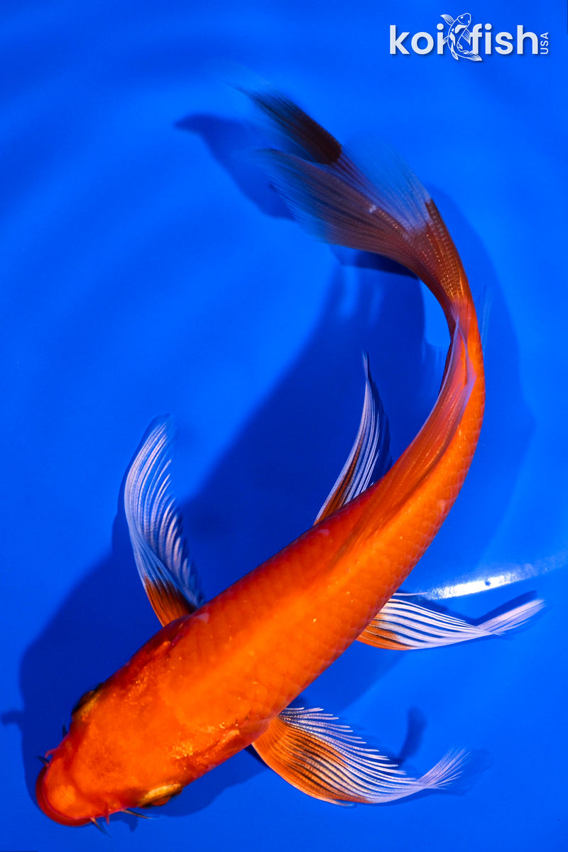 6" HARIWAKE BUTTERFLY