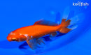 6" WATONAI GOLDFISH