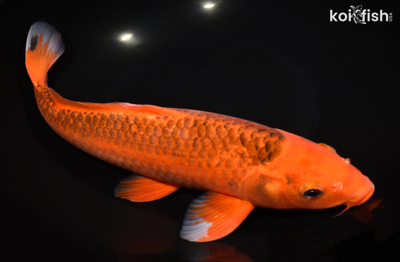 13.5" AKA MATSUBA