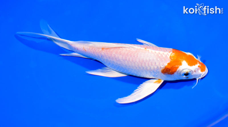 7.75" HARIWAKE BUTTERFLY