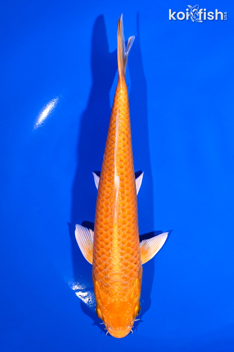 7" YAMABUKI OGON