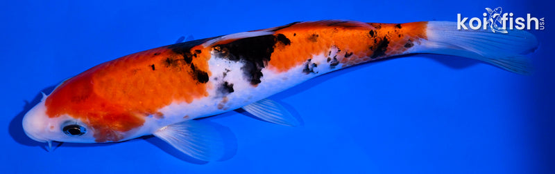 7.25" SANKE