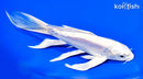 8" DOITSU PLATINUM OGON BUTTERFLY