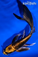 5.75" ARAGOKE BENI KIKOKURYU BUTTERFLY