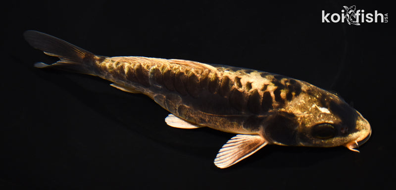 7.25" KIN KIKOKURYU