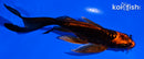 5.5" ARAGOKE BENI KIKOKURYU BUTTERFLY