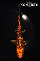 6.5" KIN ORENJI MATSUBA