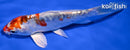 6.25" DOITSU KUJAKU