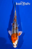 5" KUJAKU