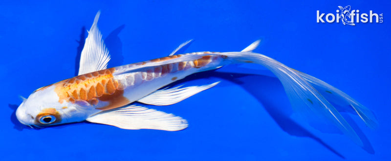 6" ARAGOKE HARIWAKE BUTTERFLY