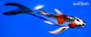 5.5" KUJAKU BUTTERFLY