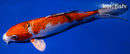8.5" YAMATO NISHIKI