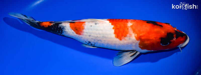 14.25" SHOWA