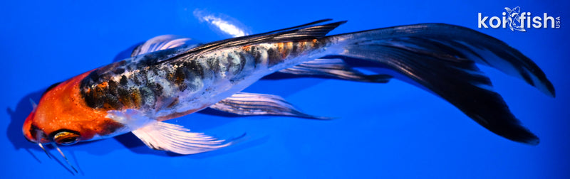 5.75" BENI KIKOKURYU BUTTERFLY