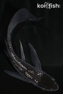 5" GINRIN HOODED OCHIBA SHIGURE BUTTERFLY