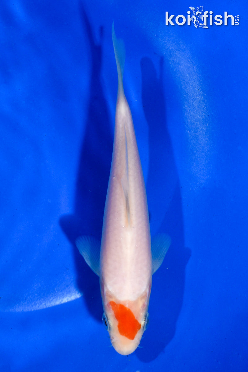 5" KOHAKU