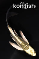 5.25" GINRIN KI MATSUBA BUTTERFLY