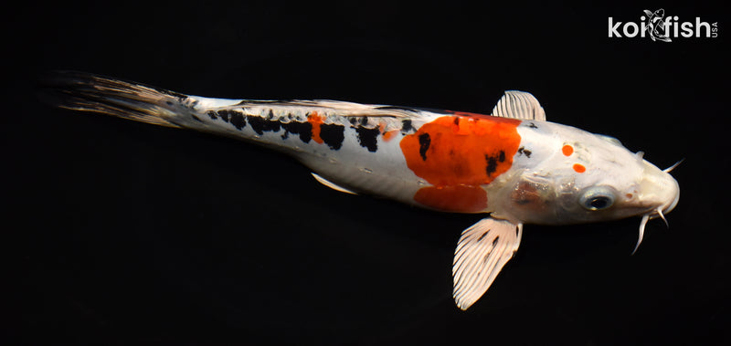 11" HEISEI NISHIKI