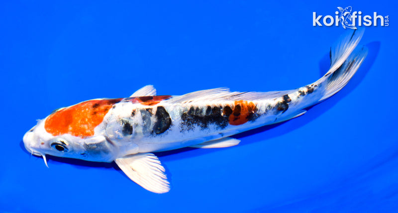 7.75" ARAGOKE HEISEI NISHIKI