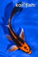 5.25" ORENJI MATSUBA BUTTERFLY