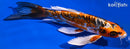 8.5" BENI KIKOKURYU BUTTERFLY