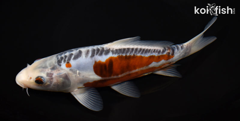 8.25" SHUSUI