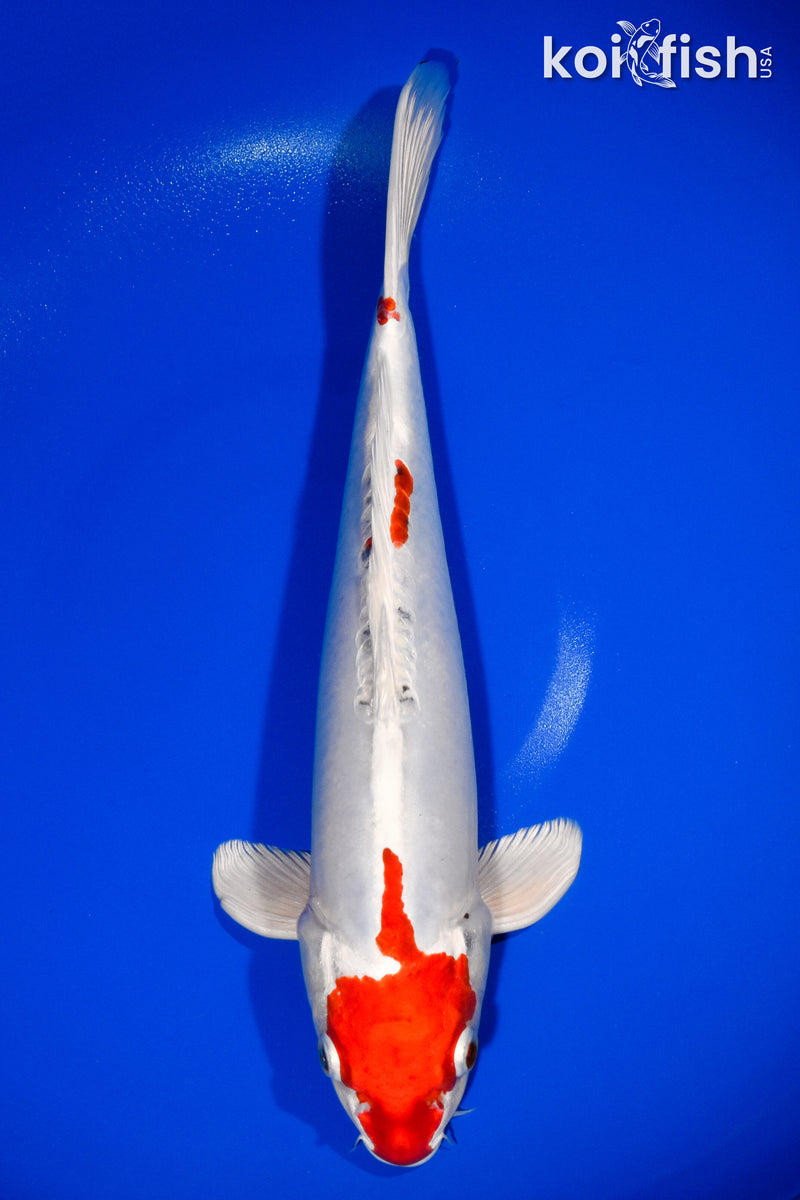 13.5" KIKUSUI