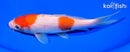 7.25" KOHAKU
