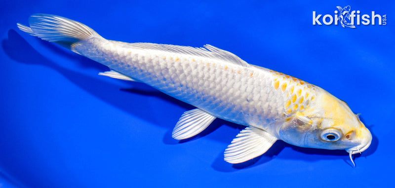 7.75" HARIWAKE