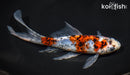 7.5" SHUBUNKIN GOLDFISH