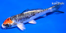 5.5" BENI KIKOKURYU
