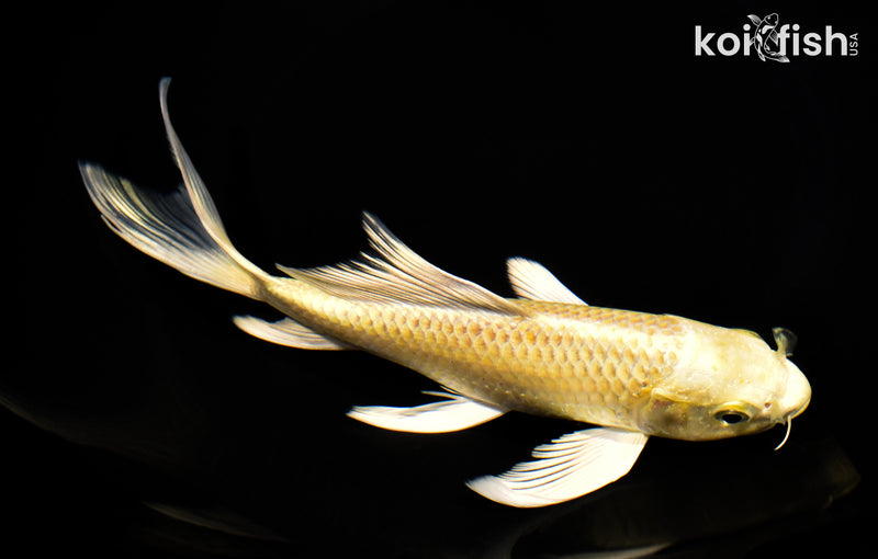 7.5" YAMABUKI OGON BUTTERFLY