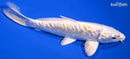 6.75" DOITSU LEMON HARIWAKE