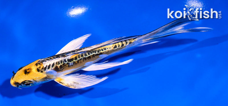 5.5" GINRIN KIN KIKOKURYU BUTTERFLY