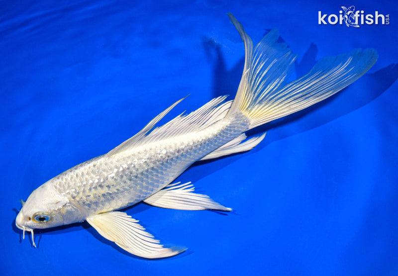 9" GINRIN PLATINUM OGON BUTTERFLY