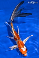 8.75" KUJAKU BUTTERFLY